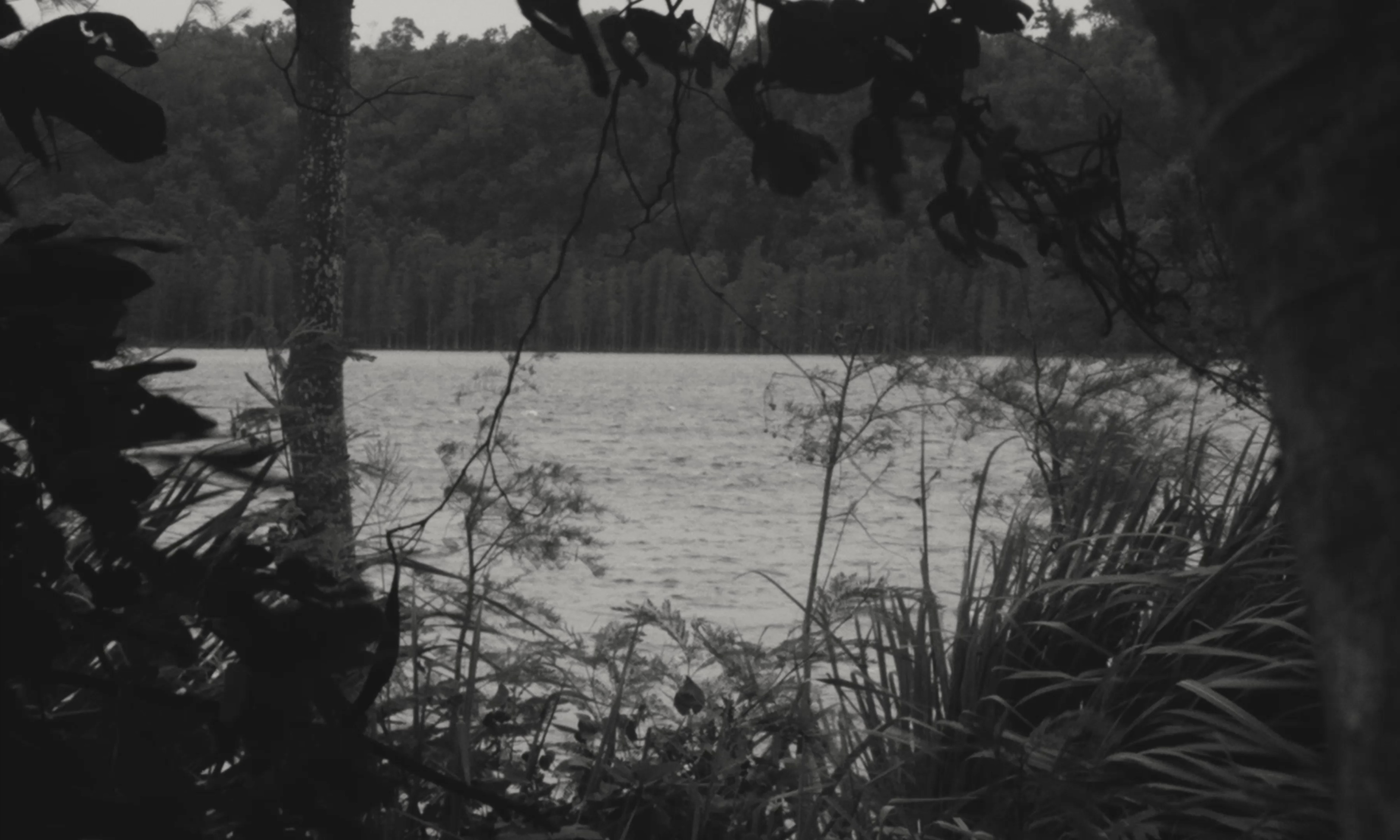 A lake framed by trees and leaves