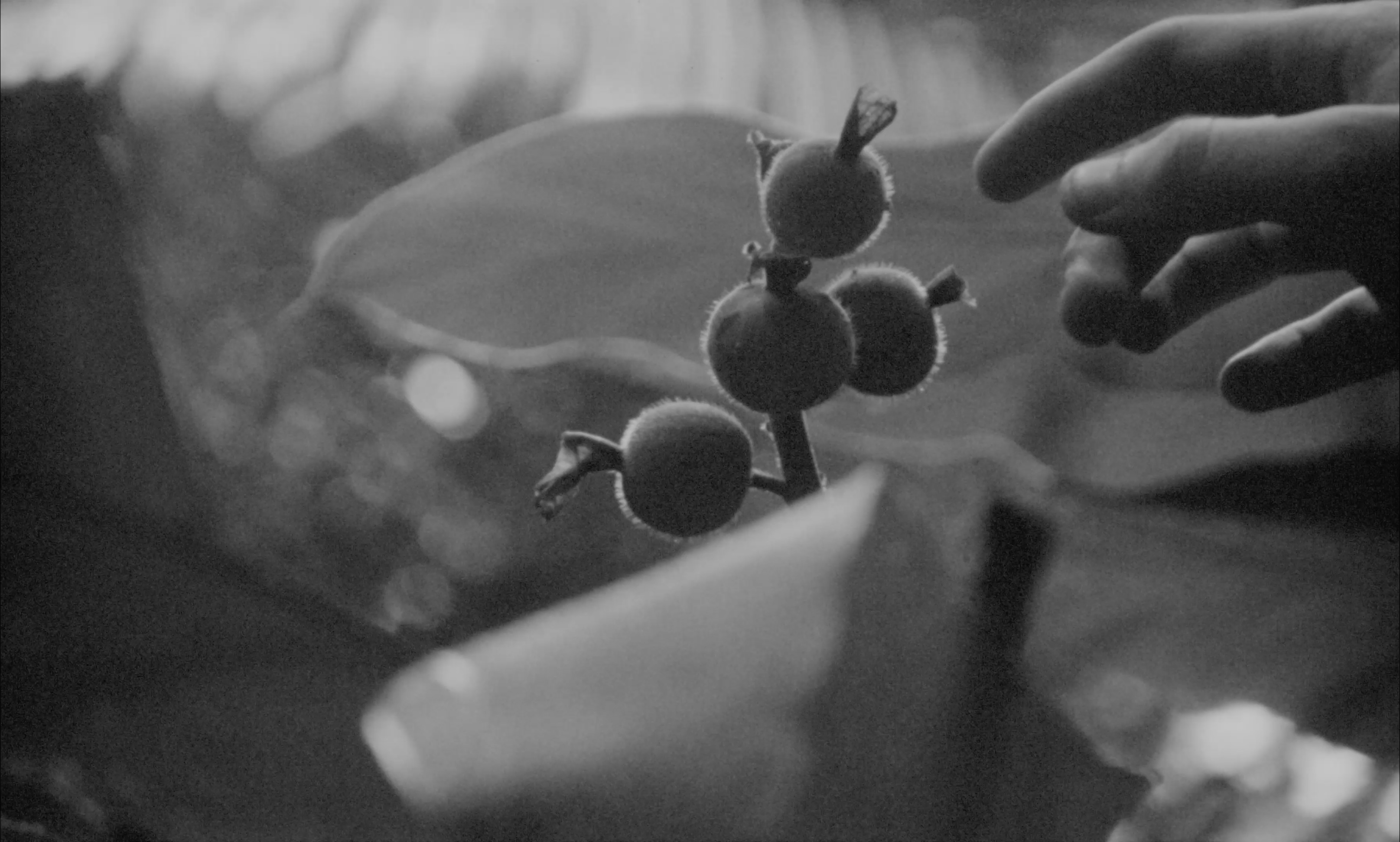A hand reaching towards seed pods