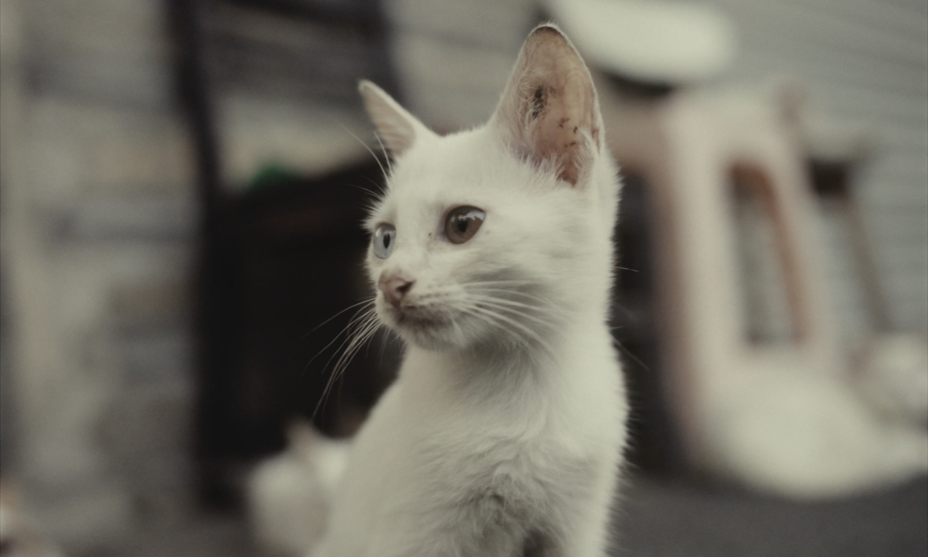 A white kitten in soft light