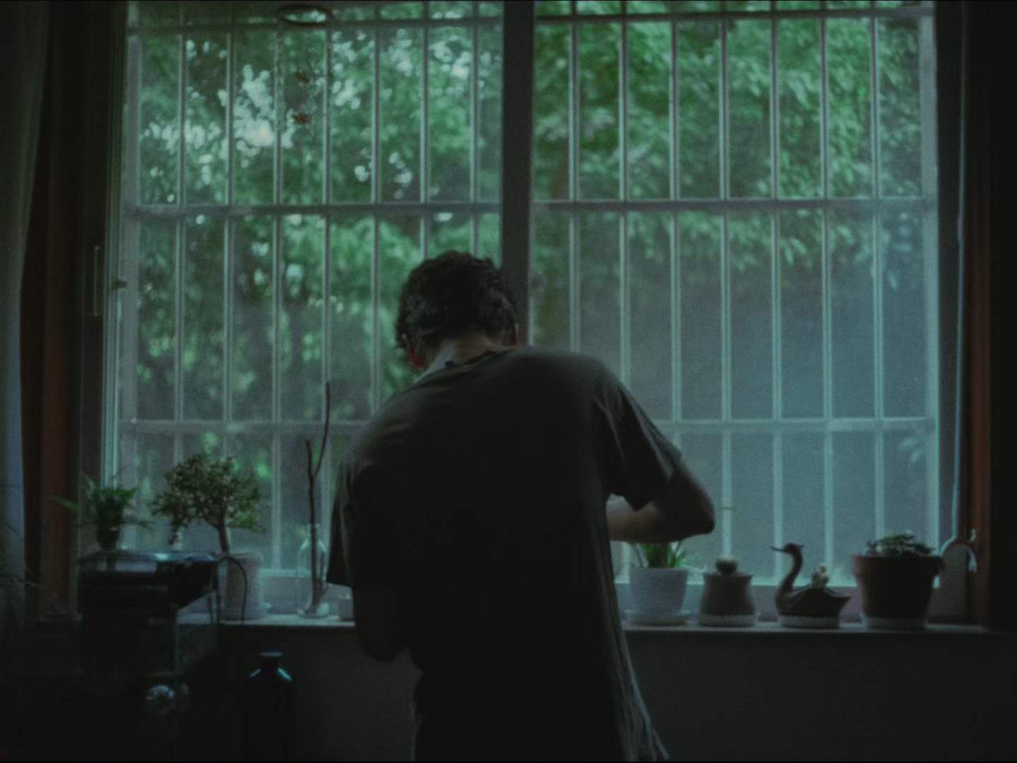 A figure standing before a window lined with plants